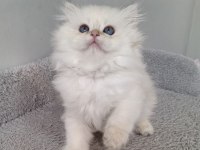 British longhair ny1133 erkek