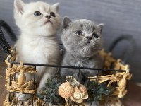 British Shorthair Gri