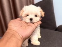 En özel maltipoo yavruları
