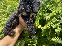 Çok Sevimli ve Oyuncu Black Poodle Yavrumuz