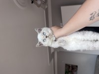 Oyuncu Teslime Hazır Tek Bebek Kedimiz