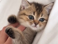 3 Aylık Dişi British Shorthair Yavru
