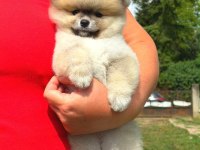 Yavru Pomeranian Boolarımız