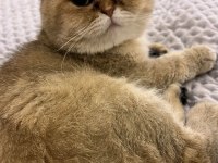 Scottish Fold Erkek