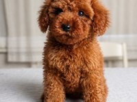 Sağlık Garantili Dişi Red Brown Toy Poodle