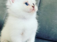 2 aylık british longhair bebekler