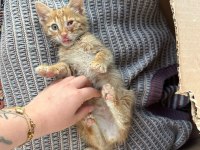Sağlıklı melez bebek kediler