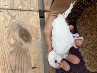 Bebek Albino Pakistan