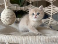 Özel Renk British Shorthair Yavrular
