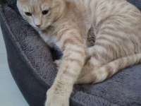 Tekir kedi ilanı