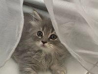 Minik yavrular