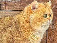 Ücretsiz British Shorthair Golden ny11 Full Şecereli