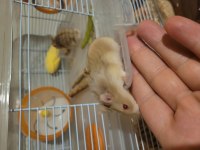 Cüce Hamsterımız Yeni Evini Arıyor.