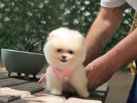 SAĞLIK VE IRK GARANTİLİ POMERANİAN KÖPEĞİ