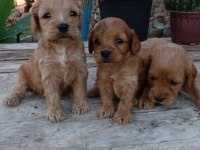 Cocker a kalite uygun geldi