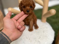 Kore teacup poodle yavrularımız göz kamaştırıyor