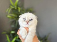EV ORTAMINDA BÜYÜYEN SCOTTISH FOLD YAVRULARIM 