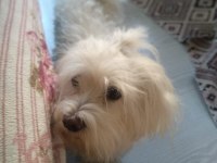 GÜZELLER GÜZELİ MALTESE LİLAMİ SAHİPLENDİRİYORUM