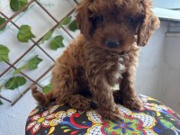 Toy poodle yavrular