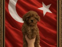 Ev Üretimi İzmir De Orjinal Toy Poodle