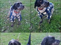 Ücretsiz köpeğimiz