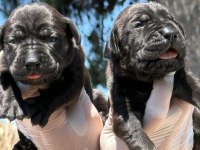 Sevimli Cane Corso yavrularımız
