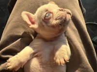 French bulldog