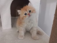 Golden british longhair 55 günlük