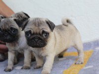 PUG YAVRULARI YENİ EVLERİNE GİTMEYE HAZIRLAR