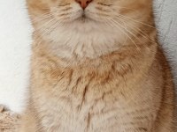 By11 british shorthair çikokata golden