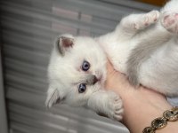 British shorthair beyaz ve lilac bebeklerime yuva arıyorum
