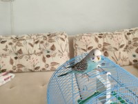 Ele Kola Alışık Yavru Muhabbet Kuşu Erkek