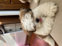 2 aylık mini boy shih tzu eşsiz göz yapısı
