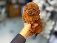 Mini toy poodle yeni yuvasına hazır