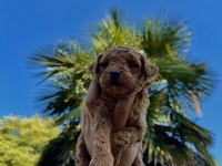 TÜRÜNÜN EN MİNİĞİ MİKRO POODLE REDBROWN