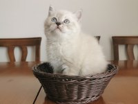 2 aylık british longhair yavrular