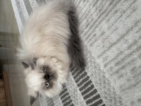 SEVİMLİ DİŞİ İRAN KEDİSİ YAVRUMUZ YENİ YUVASINI ARIYOR