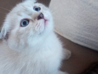 Scottish fold kedisi