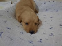 Golden retriever minik yavrular
