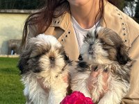 Çok Bebiş Shih-Tzu Yavrular