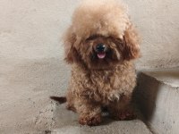 3 Yaşında Erkek Poodle