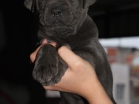 MÜKEMMEL KALİTE BLUE&LİLAC CANE CORSO YAVRULARI