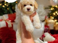 Mini boy toy poodle