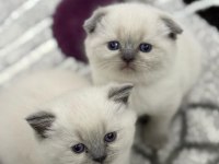 Teslime hazır british shorthair