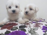 Tecaup Maltese Terrier