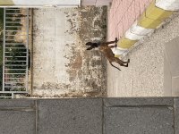 3 Aylık Erkek Belçika Kurdu Safkan Kırıkkale