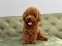 KORE RED BROWN ERKEK TOY POODLE YAVRUMUZ
