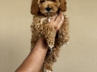 Mersin Maltipoo