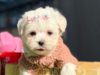 Tea Cup Kar Beyaz Maltese Terrier Yavrular