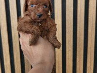 Mükemmel Kalitedeki Toypoodle Yavrularımız